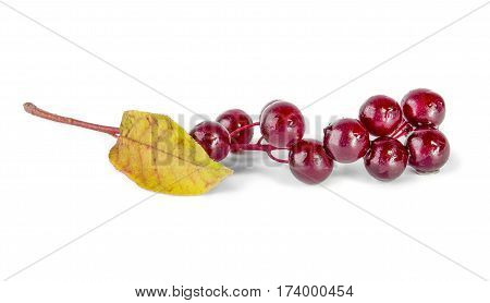 Ripe bird cherry with green leaves isolated on a white cutout