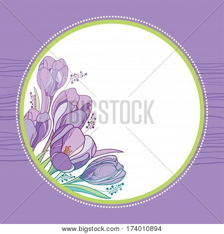 Vector bouquet with outline crocus or saffron flowers and leaves in round frame on the violet background. Greeting card with crocus and ornate floral elements for spring design in contour style.