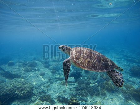 Sea turtle in water. Green turtle underwater in blue ocean. Lovely sea animal in wild nature closeup photo. Green tortoise in tropical lagoon above the coral reef. Marine ecosystem. Snorkeling image