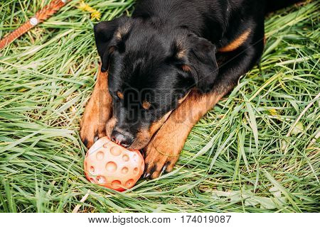 Funny Young Black Rottweiler Metzgerhund Puppy Dog Play In Green Grass In Summer Park Outdoor.