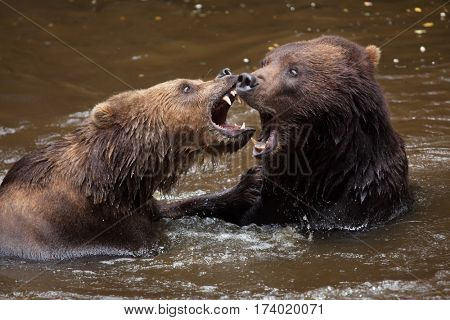 Kamchatka brown bears (Ursus arctos beringianus), also known as the Far Eastern brown bears fighting in water.