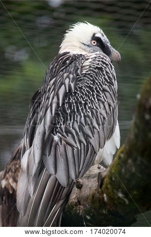 Bearded vulture (Gypaetus barbatus), also known as the lammergeyer. 