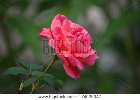 Garden red rose (Hulthemia x Rosa). 
