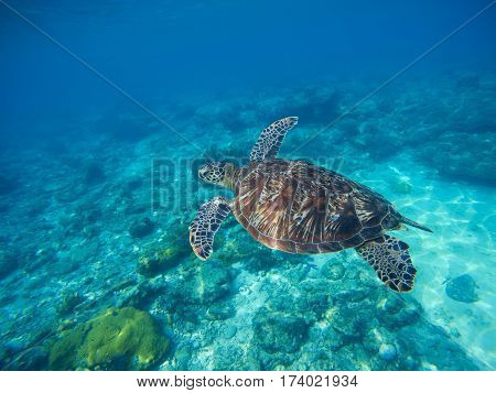 Sea turtle swimming in blue lagoon. Green turtle in sea water. Ecosystem of tropical seashore. Snorkeling with turtle image. Underwater landscape with sea animal. Green sea tortoise in blue water