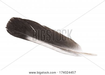 Single fblack eather isolated on white background