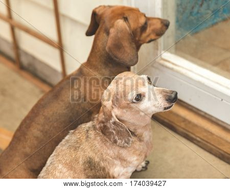 Dauchsund Dogs Waiting Outside