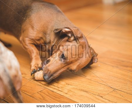 Brown tan and white dauchsund dogs playing.