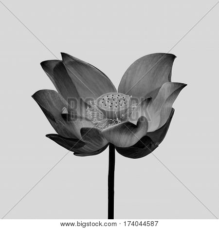 Black lotus floer isolated on gray background