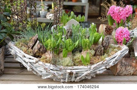 Composition of hyacinths in a wooden basket with moss.