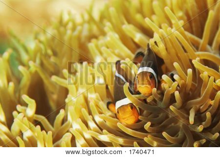 Pesce pagliaccio
