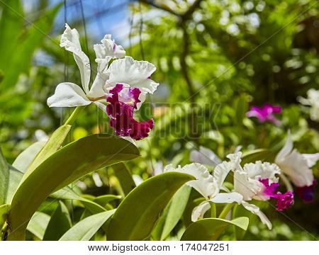 Purple orchids, Violet orchids. Orchid is queen of flowers. Orchid in tropical garden. Orchid in nature scarlet white yellow