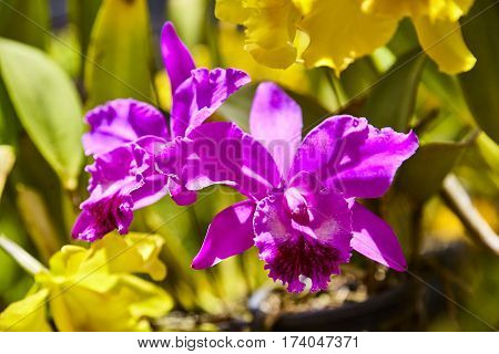 Purple orchids, Violet orchids. Orchid is queen of flowers. Orchid in tropical garden. Orchid in nature scarlet white yellow