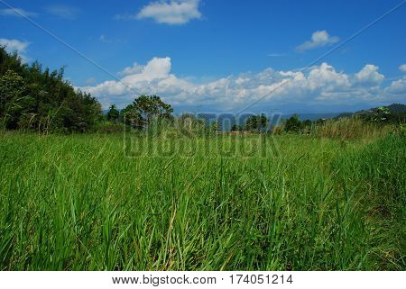 The weed in Sunsuron, Tambunan, Sabah, Malaysia.