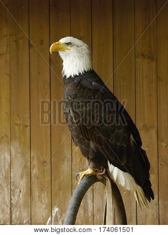 Bald eagle reared in captivity  in aviary.