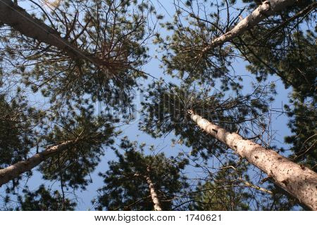 Bomen en Sky