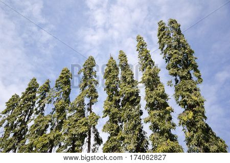 green polyalthia longifolia tree in nature garden