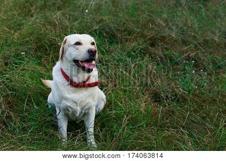 the dog breed Labrador on a green grass