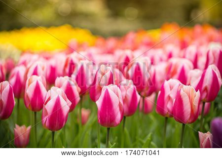 Beautiful view of colored tulips, close-up.