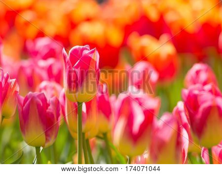 Beautiful view of colored tulips, close-up.