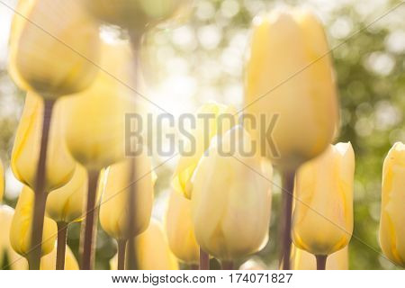 Beautiful view of colored tulips, close-up.