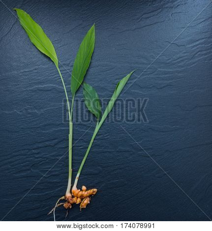 Turmeric And Curcumin, Used In Asia  And Is A Major Part Of Siddha Medicine. It Was First Used As A