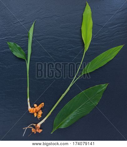 Turmeric And Curcumin, Used In Asia  And Is A Major Part Of Siddha Medicine. It Was First Used As A