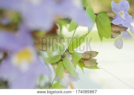 Laurel Clock Vine Or Thunbergia Laurifolia