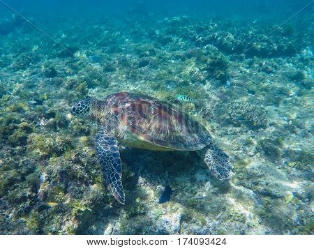 Green turtle swimming in sanctuary lagoon. Sea turtle in sea water. Ecosystem of tropical seashore. Snorkeling with turtle image. Underwater landscape with sea animal. Green sea tortoise in blue water