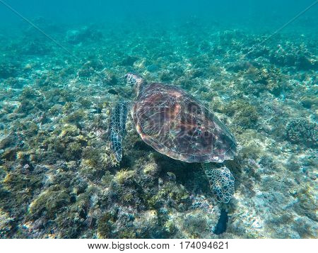 Green sea turtle in turquoise lagoon. Green turtle in sea water. Ecosystem of tropical seashore. Snorkeling with turtle image. Underwater landscape with sea animal. Green sea tortoise in blue water