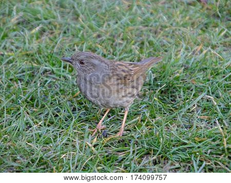 Hedge sparrow looking for food amongst grass