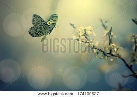 Beautiful butterlfy and wild flowers in sunset