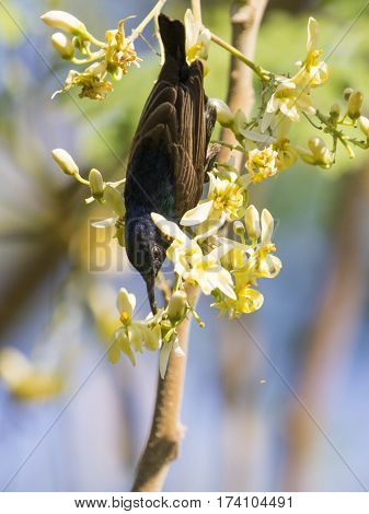 Image of a bird (purple sunbird). Wild Animals.