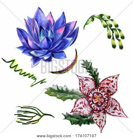 Wildflower succulentus flower in a watercolor style isolated. Full name of the plant: succulentus. Aquarelle wild flower for background, texture, wrapper pattern, frame or border.