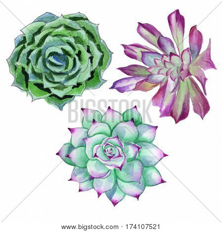Wildflower succulentus flower in a watercolor style isolated. Full name of the plant: succulentus. Aquarelle wild flower for background, texture, wrapper pattern, frame or border.