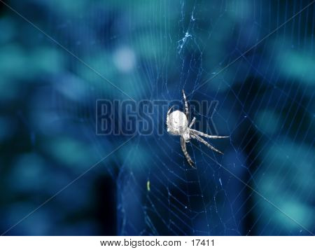 Araña!