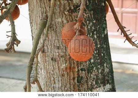 Shorea robusta or Cannonball tree with copy space add text