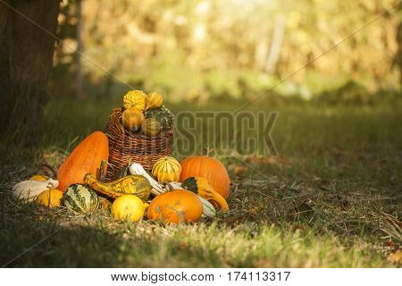 Halloween pumpkins in basket at October month