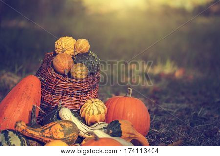 Halloween pumpkins in basket at October month