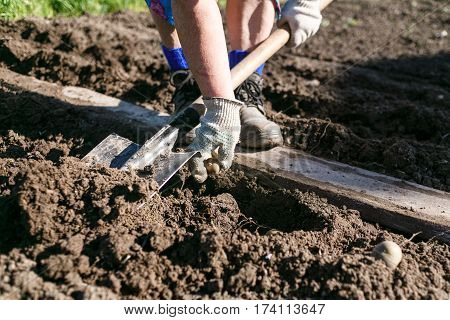 Woman Planting Potatoes in the Country Dacha.