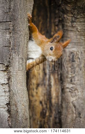 A wild squirel captured in a cold sunny autumn day