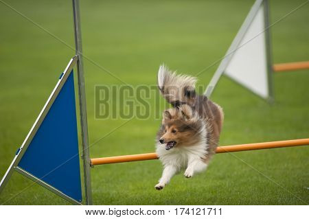 Joyful purebred dog Shetland Sheepdog Sheltie jumping over obstacle on agility competition. He is very happy and enthusiastic.