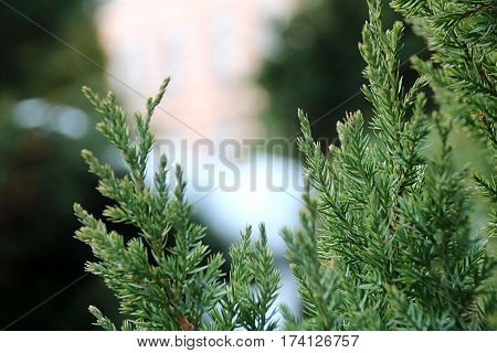 evergreen tree branch with snow on white background of a winter landscape