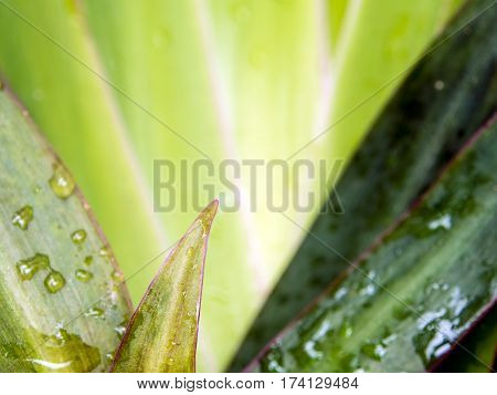 Leaves of Cola De Gallo ornamental plant as background