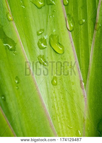 Leaves of Cola De Gallo ornamental plant as background