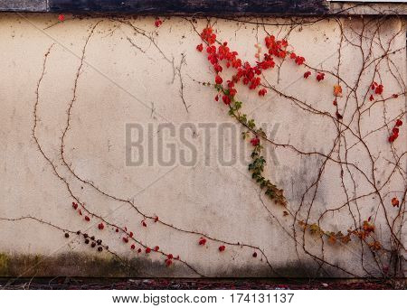 Red autumn leaves creeping across an old wall. Leaves changing color in autumn.