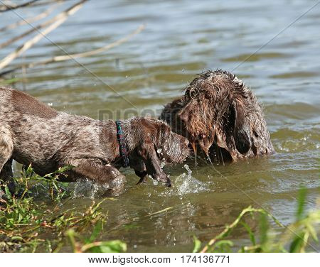 Italian Wire-haired Pointing Dog Puppy With Its Mother
