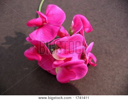 Sweetpea4