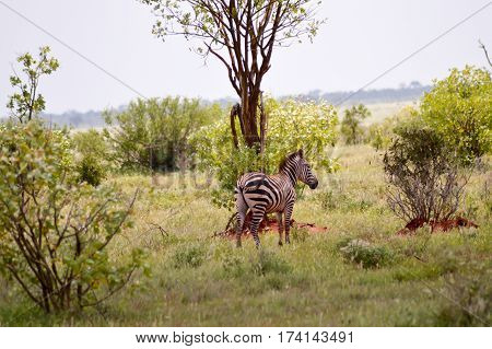 Zebra lying in the savanna of Tsavo West Park in Kenya