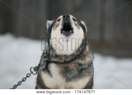 brown dog barks loudly wide open mouth on the chain