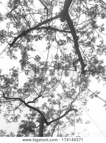 Tamarine tree with the red flower for background and pattern. Black and white version.